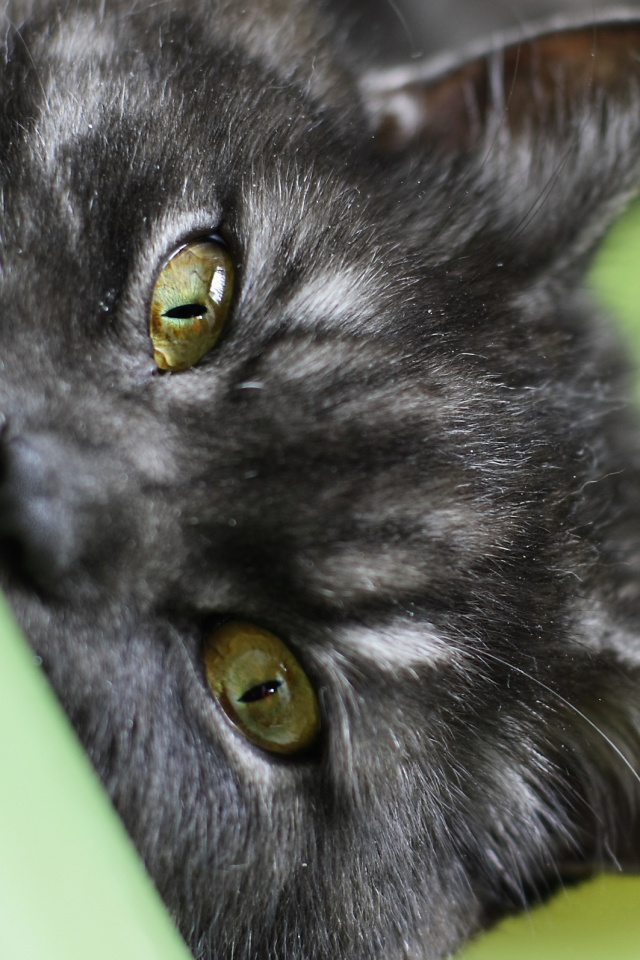 Глаза и уши обои