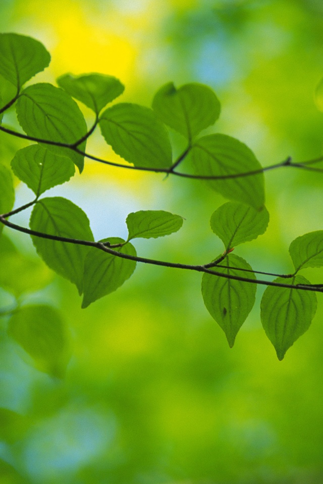 Ветка яркой зелени обои