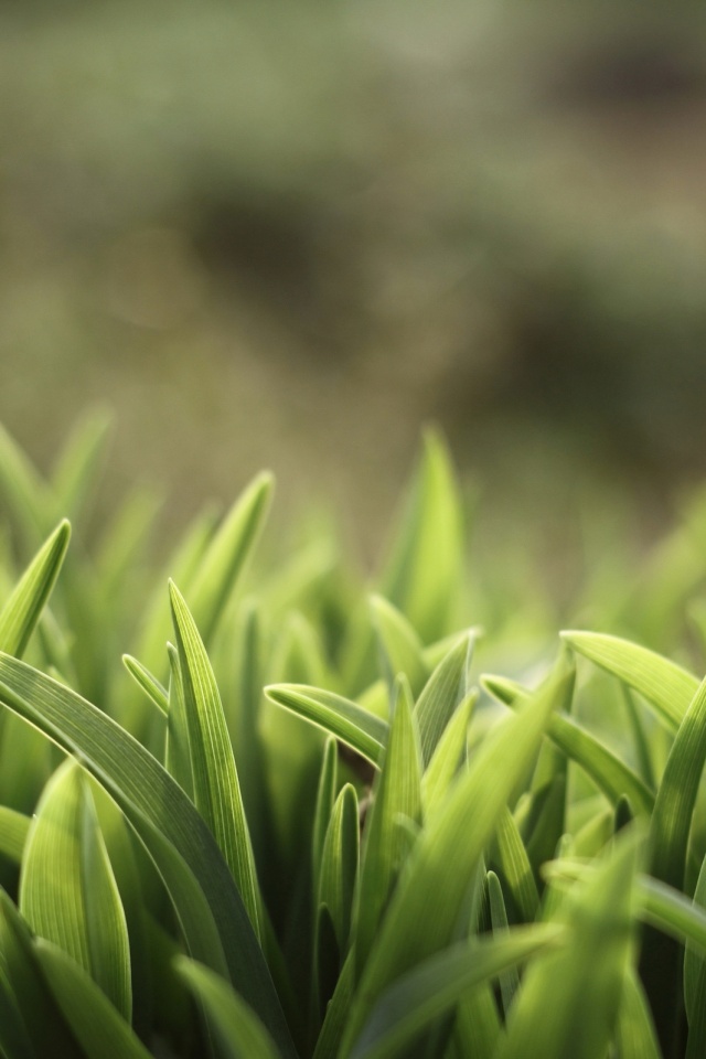 Сочная нежная трава обои