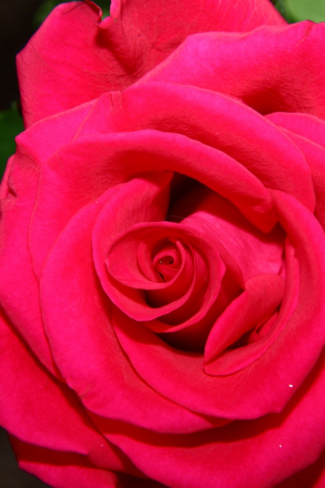 Бутон розы обои