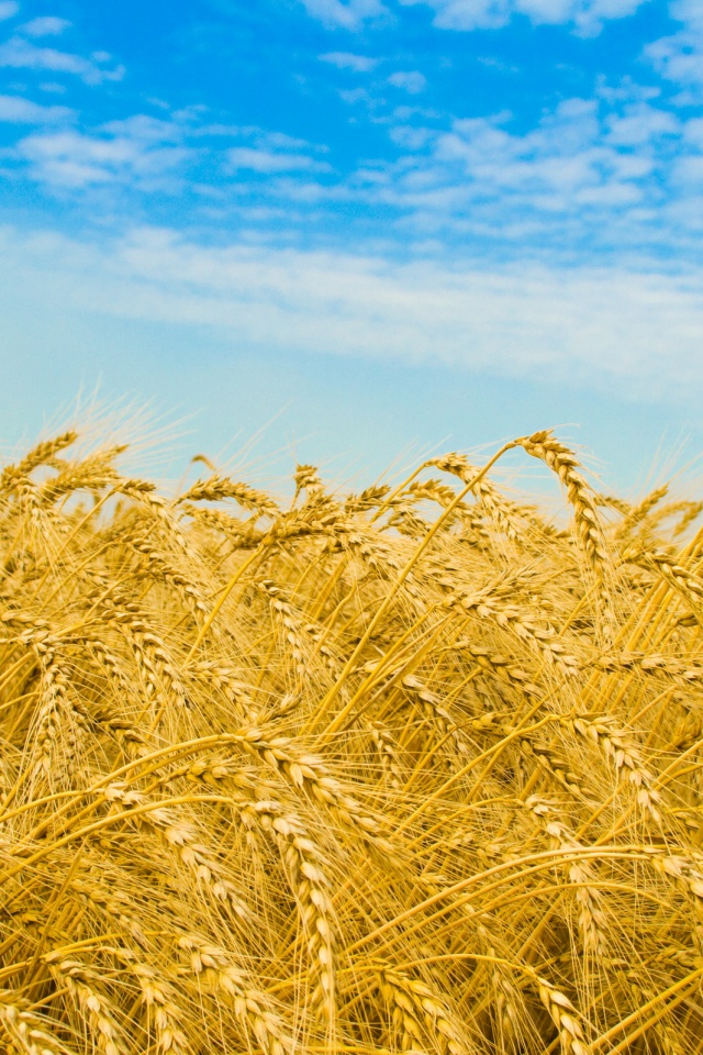 Колосья в поле обои
