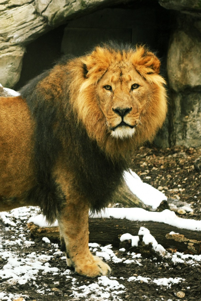 Красивый лев в лесу обои