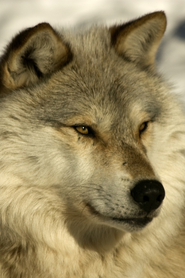 Лайка на снегу обои