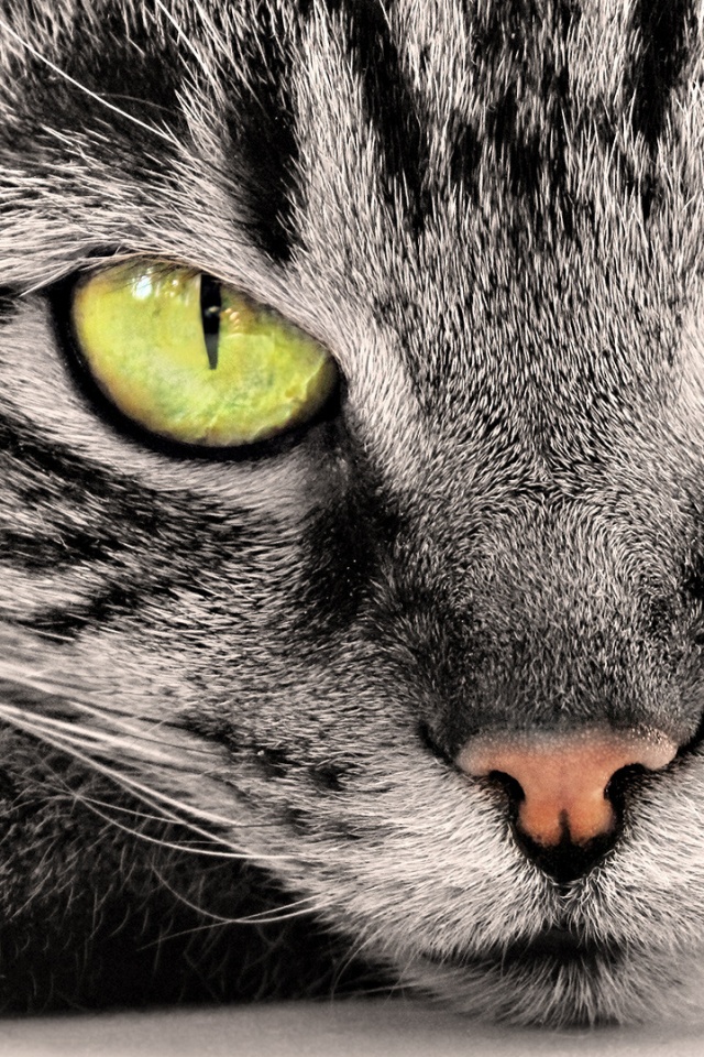 Пристальный кошачий взгляд обои