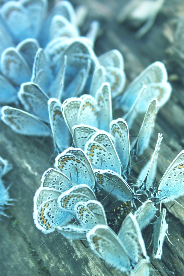 Голубые бабочки обои