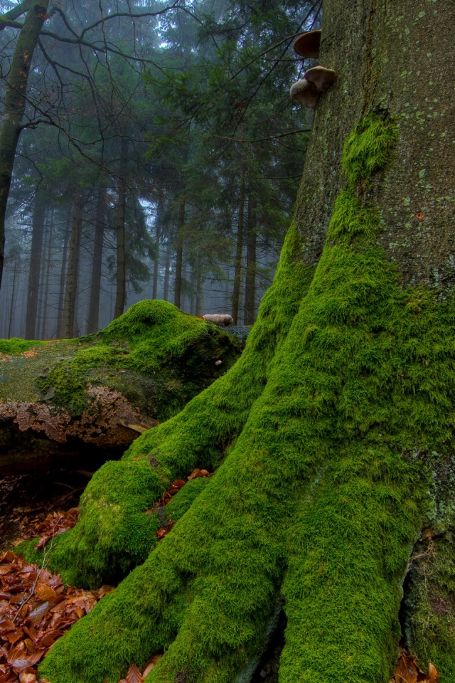Дерево, поросшее мхом обои