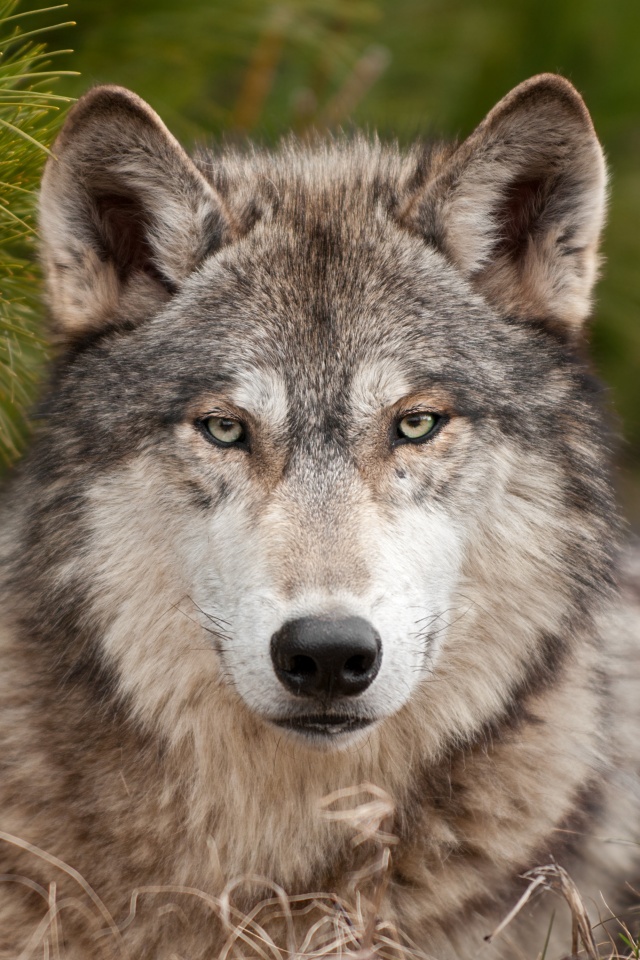 Угрюмый волк обои