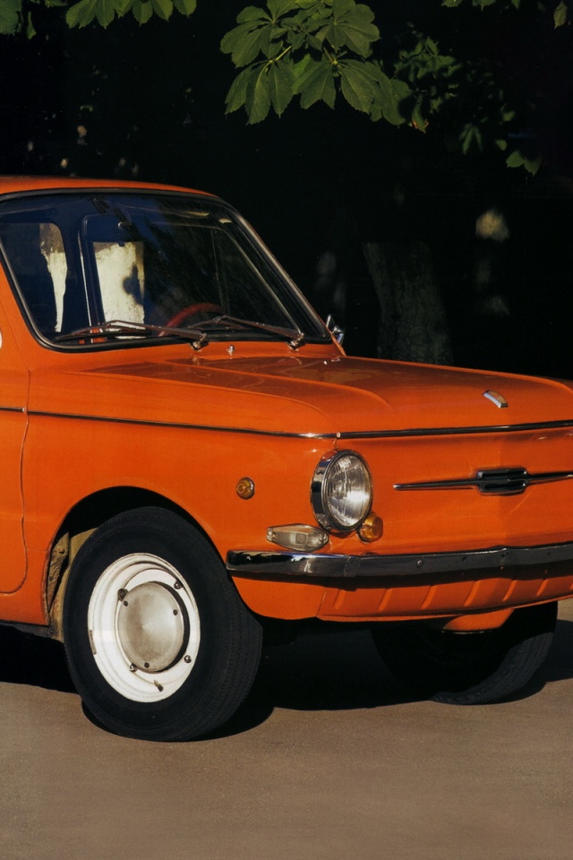 Оранжевый ушастый запорожец обои