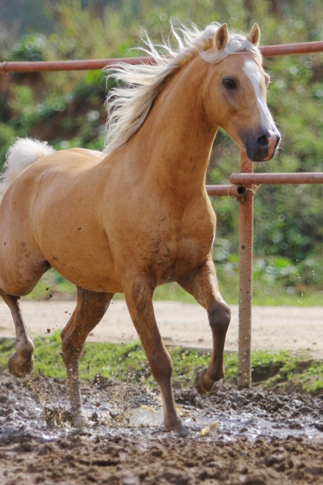 Молодая лошадь в загоне обои