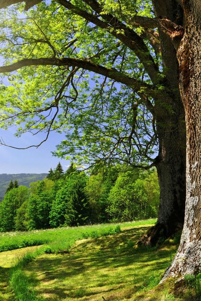 Лето в деревне обои