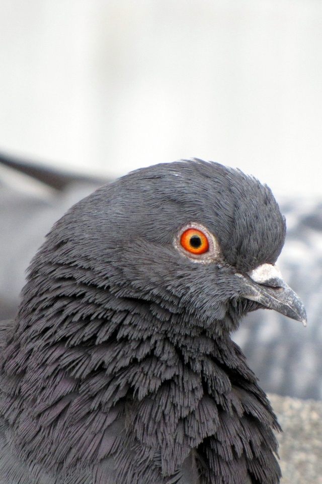 Смотрит в самую душу обои