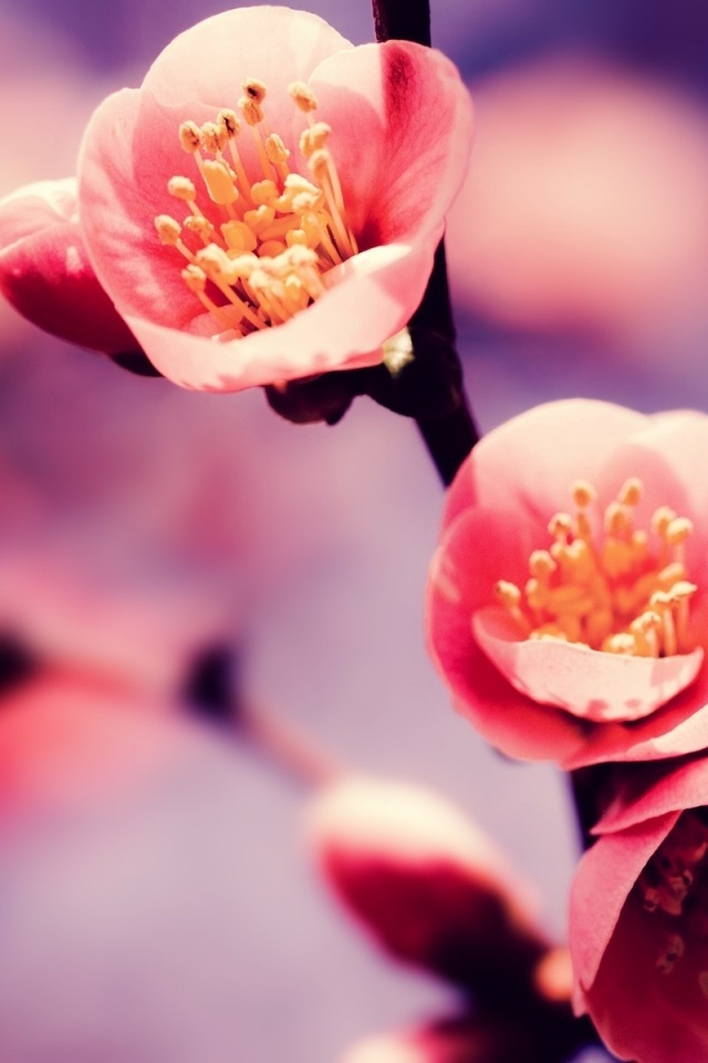 Великолепный цветок обои