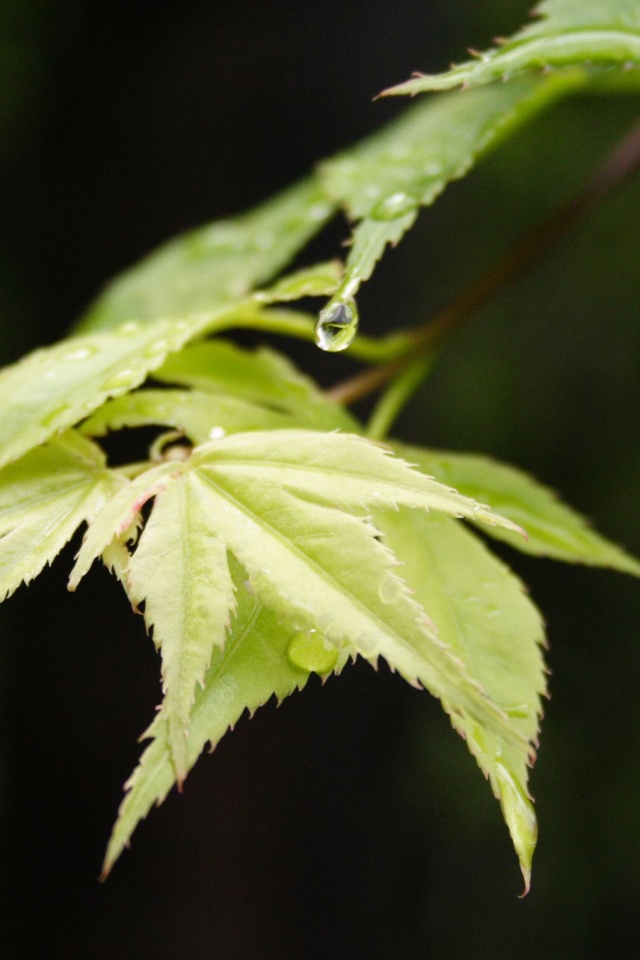 Капля на листе обои