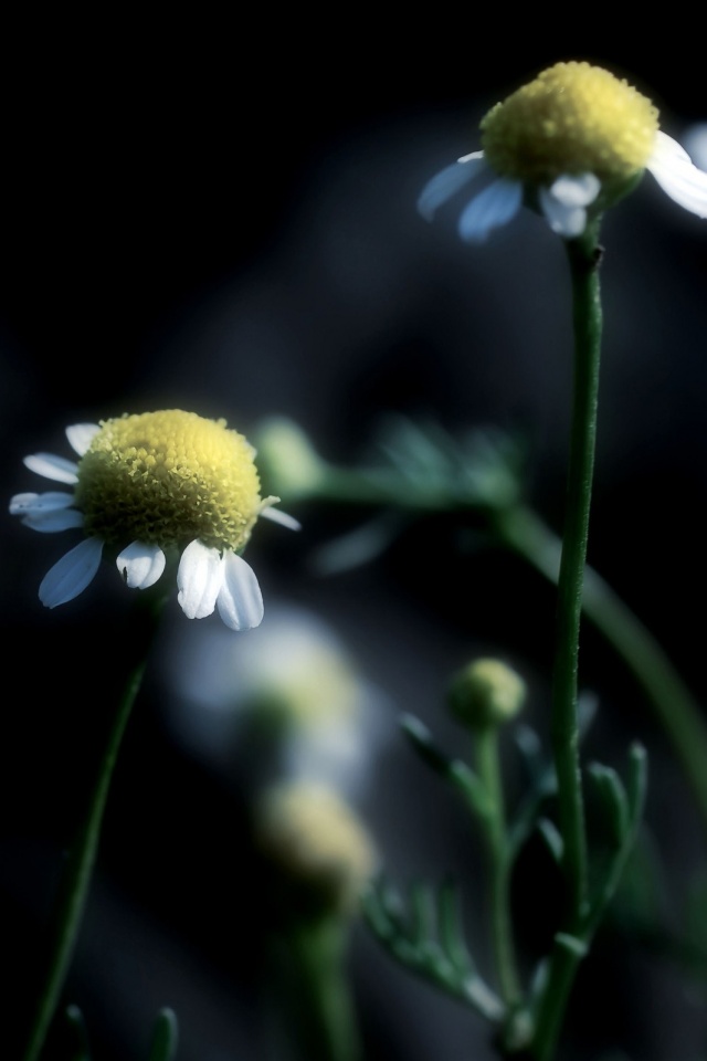 Стремный лепестун обои