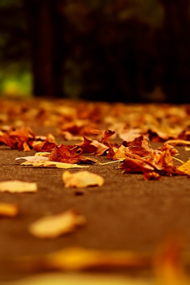 Дорога в листьях  обои