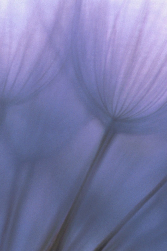 Рисунок одуванчика обои