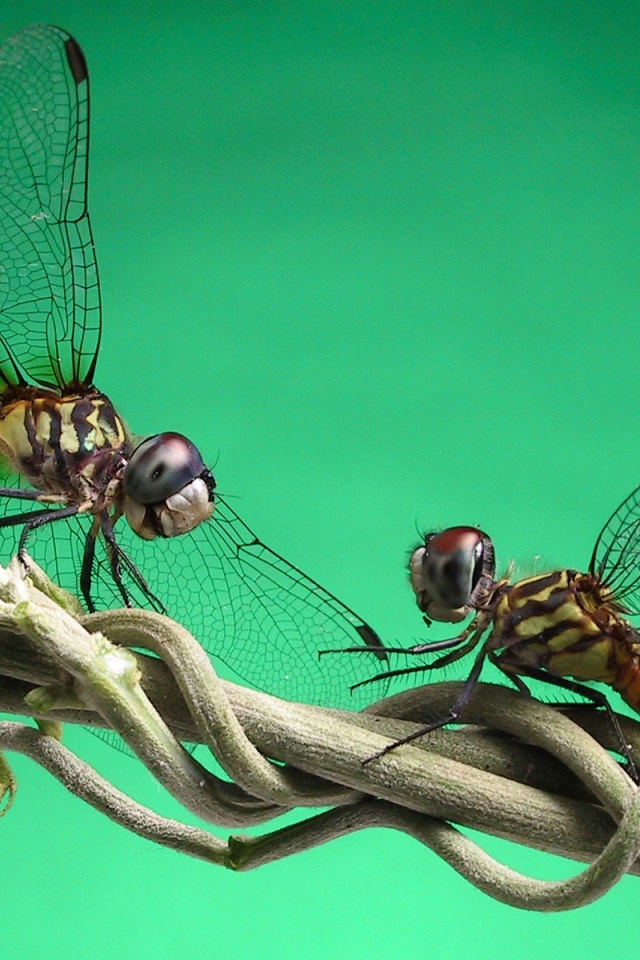 Две стрекозы обои