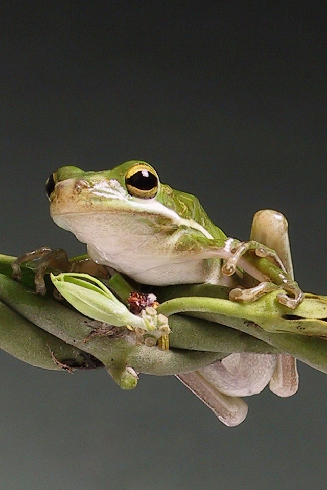 Лупоглазая лягушка на лиане обои