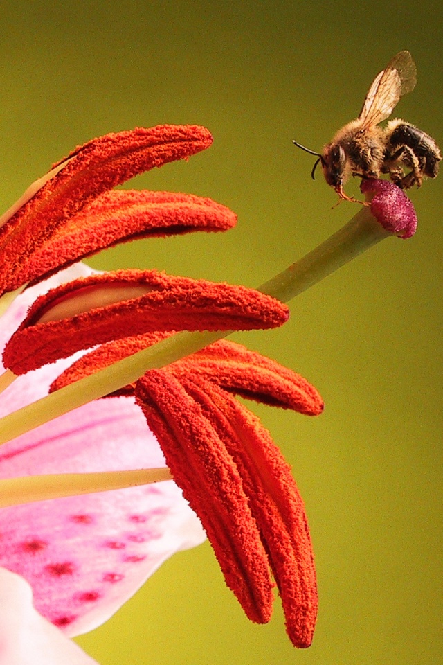 Трудолюбивая пчела на прекрасном цветке обои