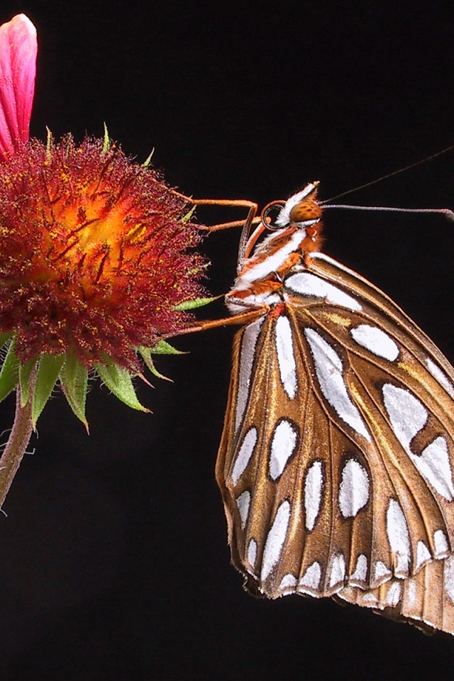 Бабочка на цветке обои