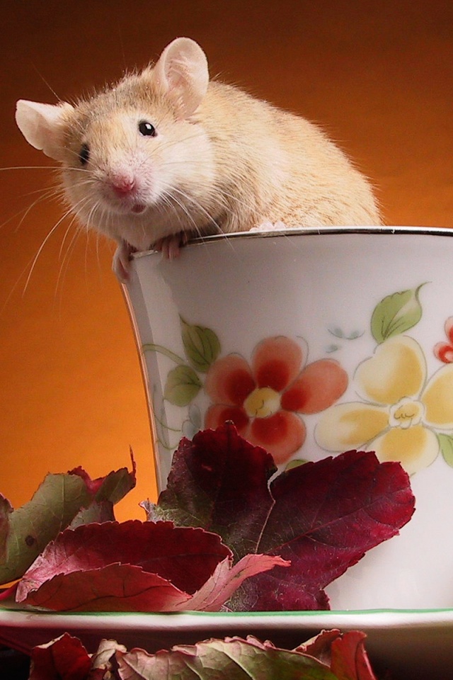 Мышонок выбирается из чашки обои