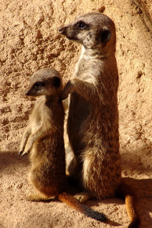 Сурикаты на страже отчизны обои