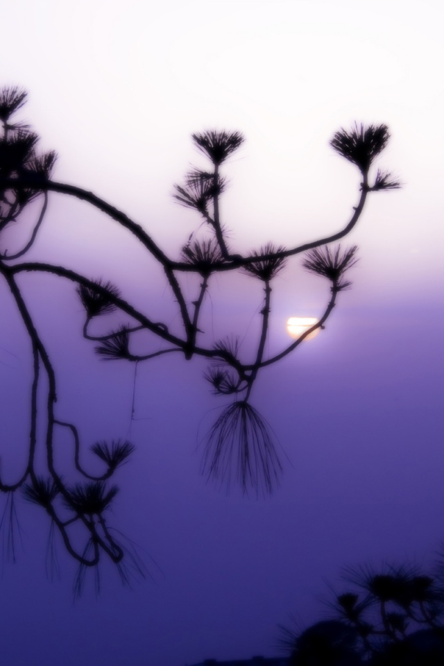 Ленкоранская акация на фоне синего заката обои