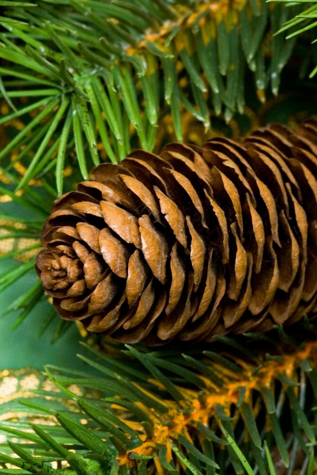 Шишка на елке обои