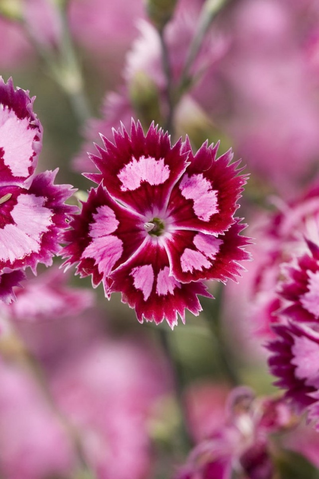 Неизвестные науке цветы обои