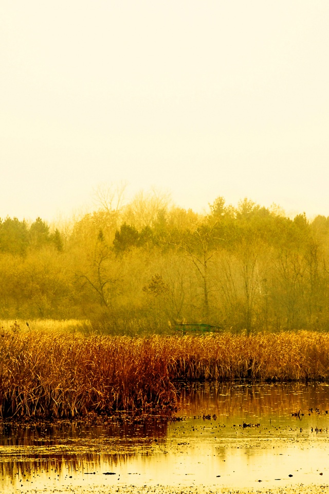 Живописные болота обои