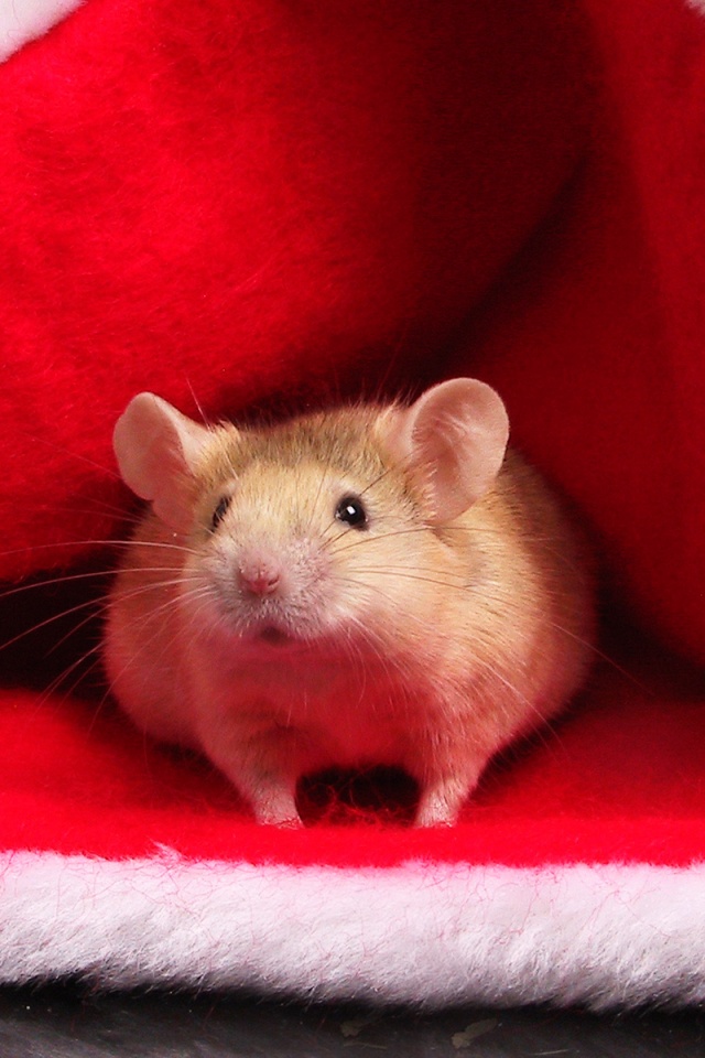 Толстый новогодний мышонок обои