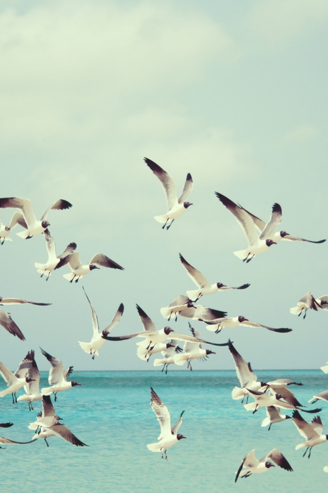 Стая взлетающих чаек обои