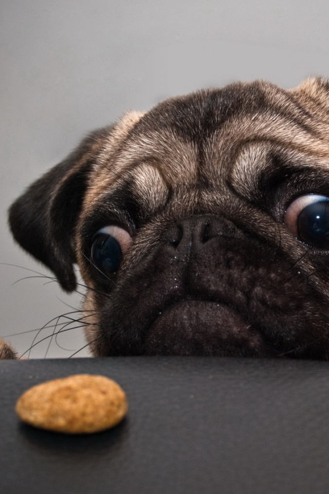 Собака нашла печеньку обои