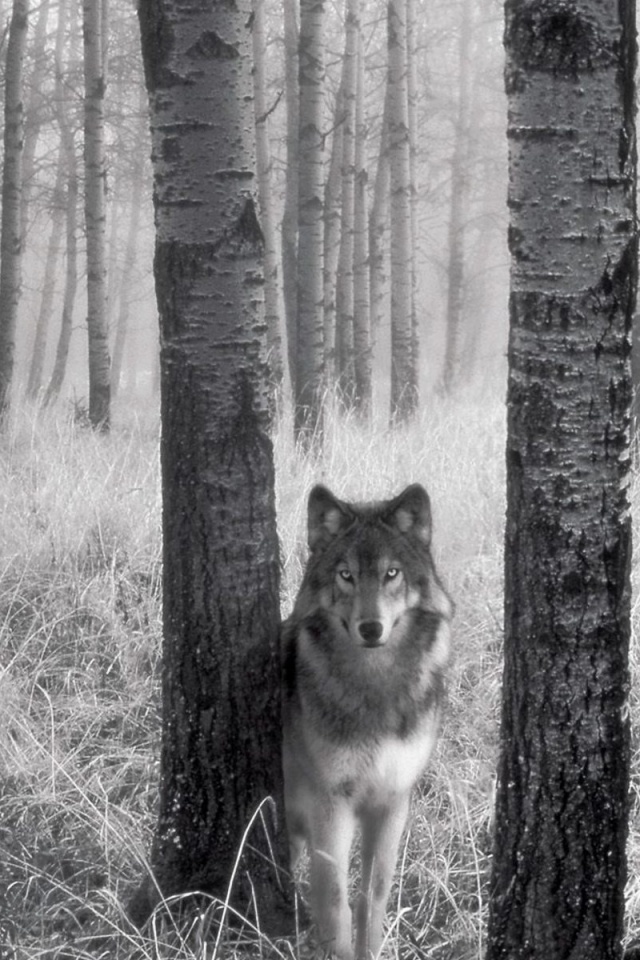 Волк в лесу обои