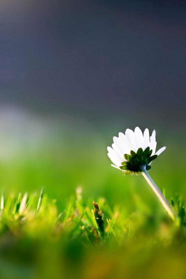 Цветок на траве обои