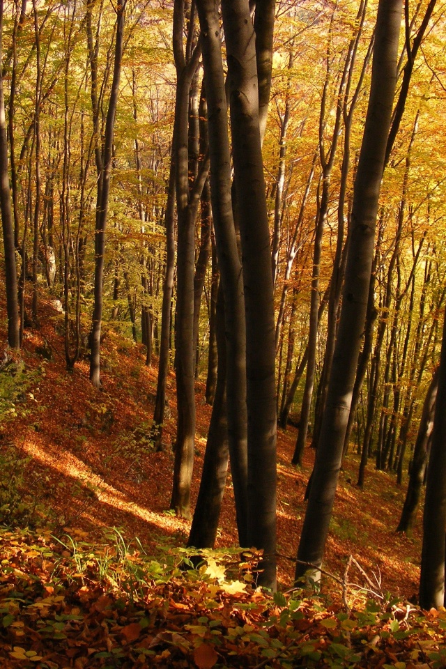 Осенний лес обои