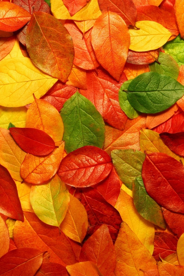 Цветной ковёр из листьев обои