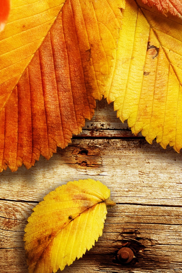 Красиво разложенные листья обои