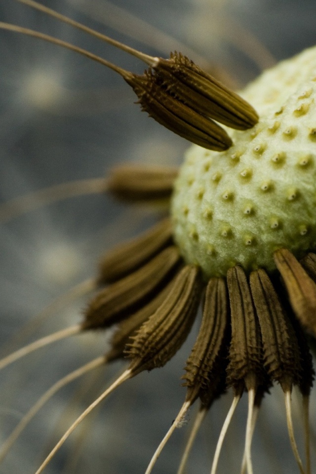 Лысеющий одуванчик обои