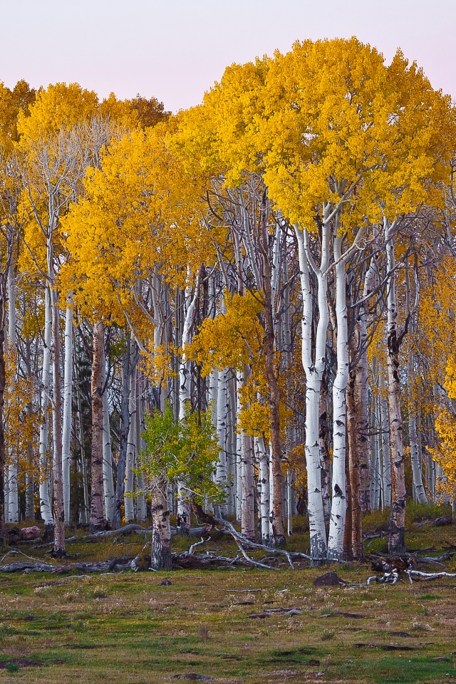 Пожелтевшая березовая роща обои