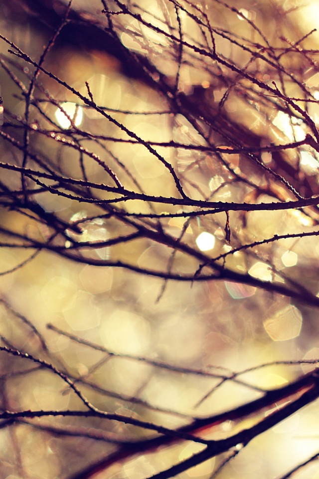 Мокрые ветви дерева обои