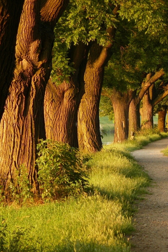 Аллея старых раскидистых деревьев обои