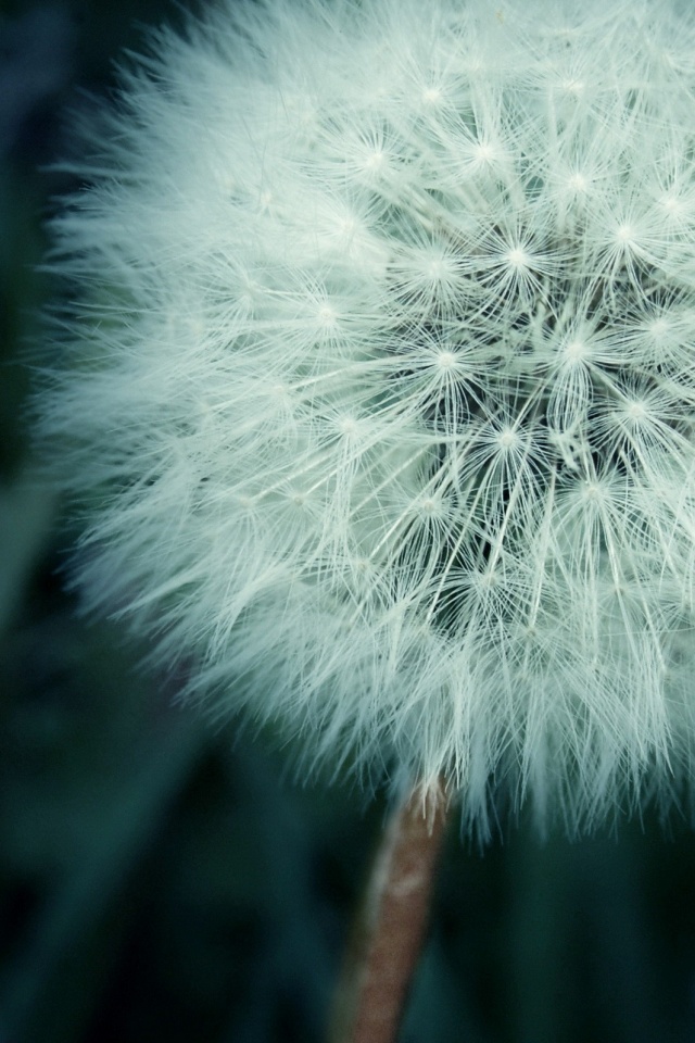 Одуванчик обои