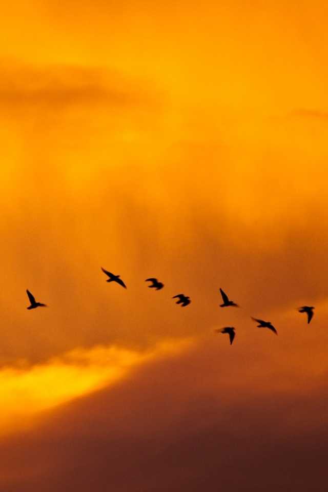 Птицы летят в закатном небе обои