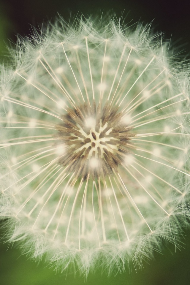 Макро фотография одуванчика обои