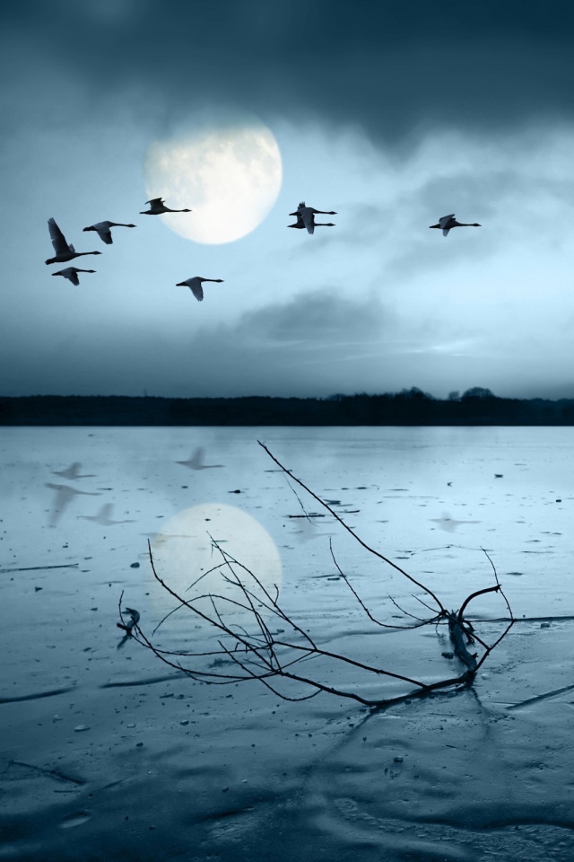 Полет птиц над озером обои