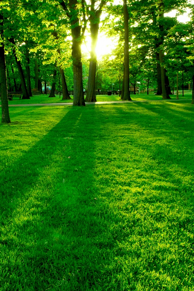 Лучи солнца сквозь листву деревьев обои