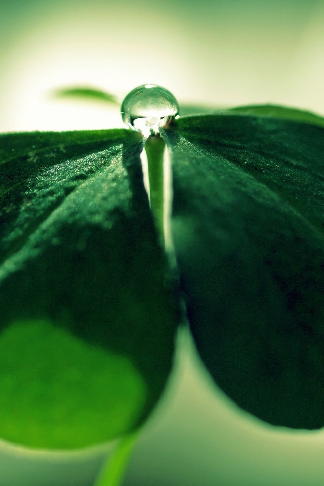 Зеленые листики и капелька воды обои