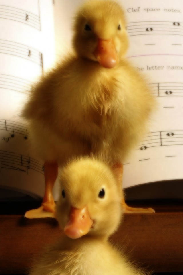 Музыкальные утята обои