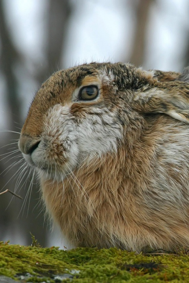 Нахохлившийся заяц-русак обои